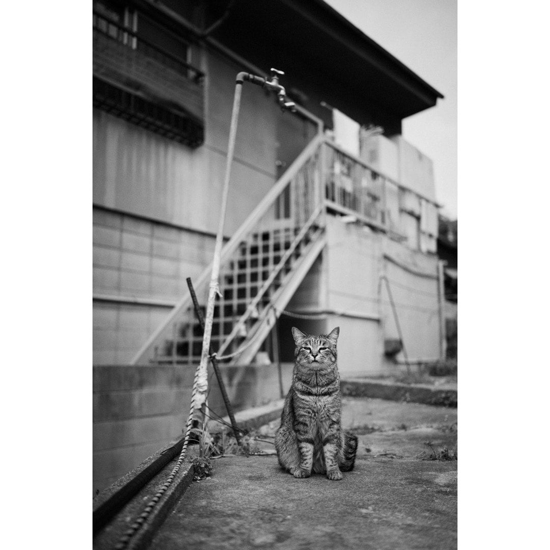 コムロミホ 猫のよう | MONO GRAPHY