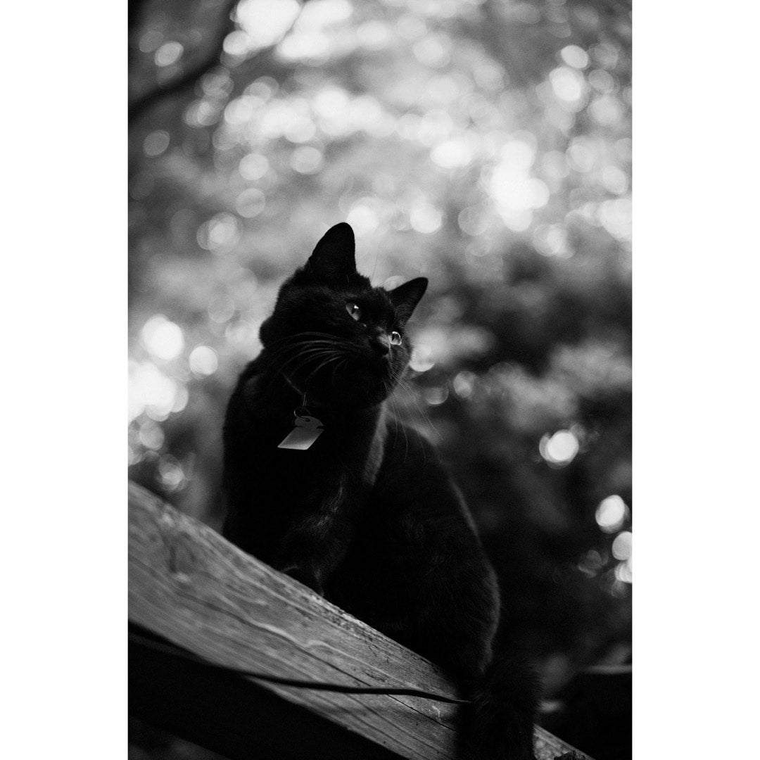 コムロミホ 猫のよう | MONO GRAPHY